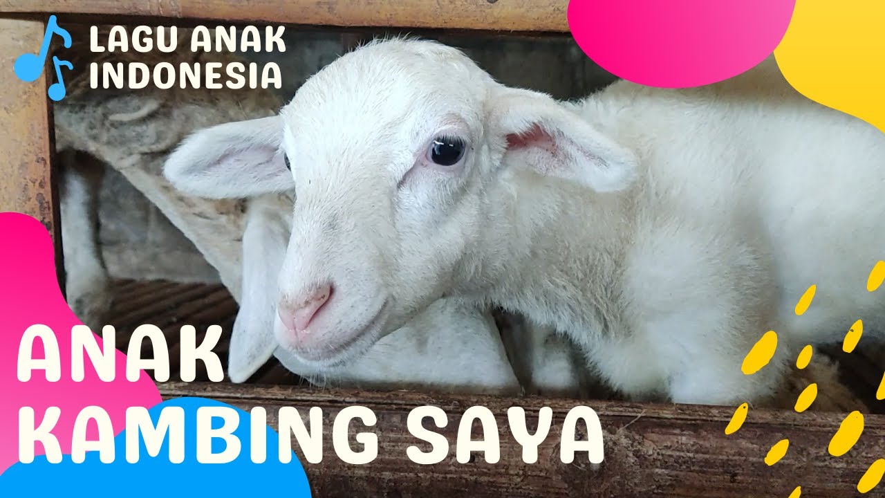 LAGU ANAK KAMBING SAYA - Lagu Anak Indonesia - YouTube