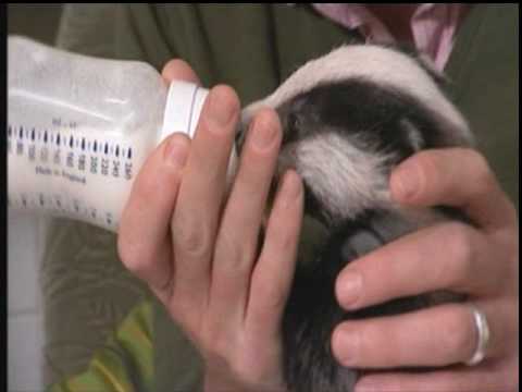 Springwatch baby badgers