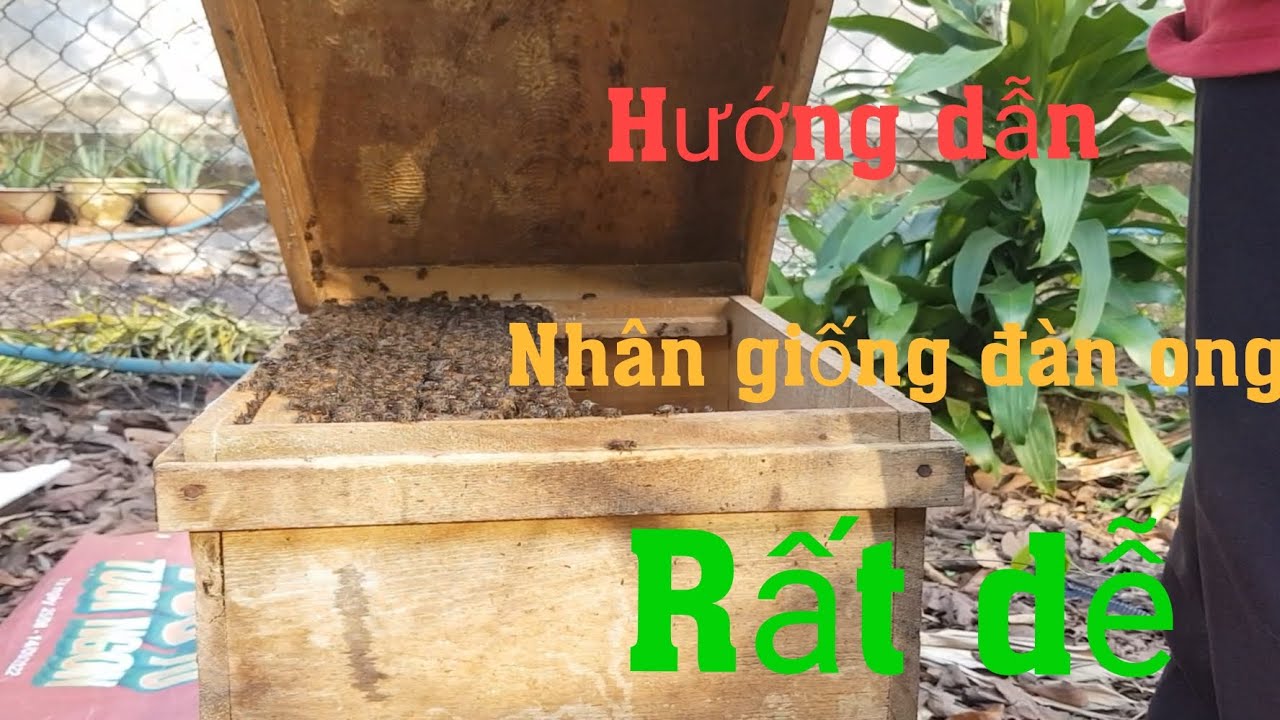 Hướng dẫn nhân giống đàn ong rất dễ để lấy mật