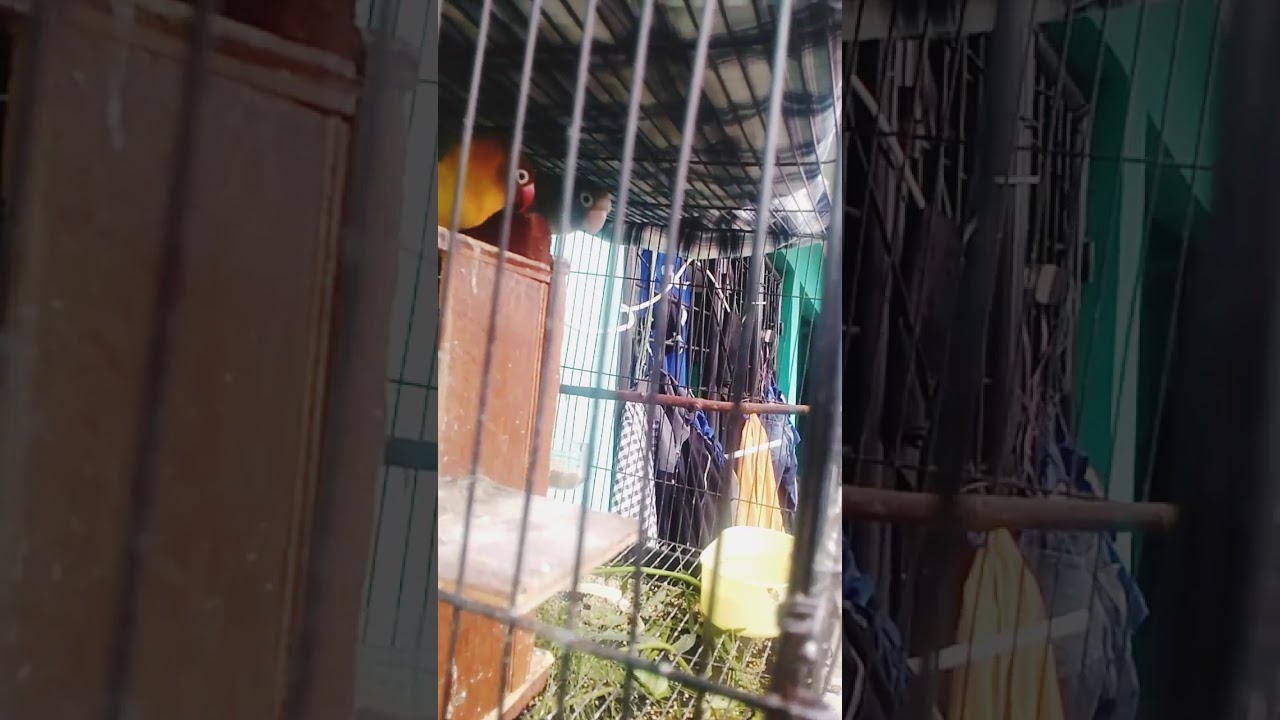 Awal ternak burung lakbet hingga ber telor 