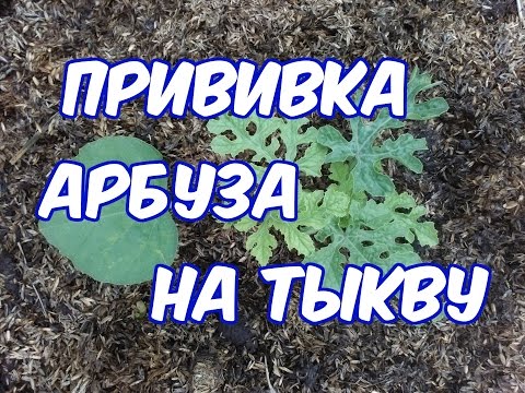 прививка арбуза на тыкву(лагенарию)