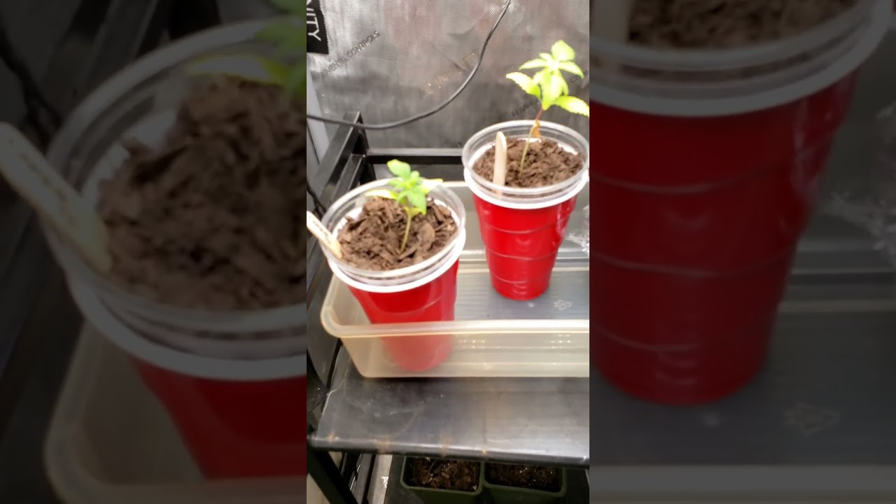 grow show may 4 2024 boomer learning to grow series 40s short