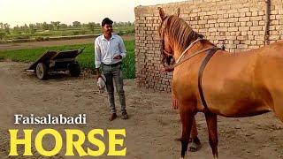 Horse Of Pakistan| Punjab | Vlog