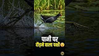 पानी पर दौड़ने वाली जल मुर्गी का सच | जल मुर्गी Facts | waterhen facts | #facts #nature #shorts