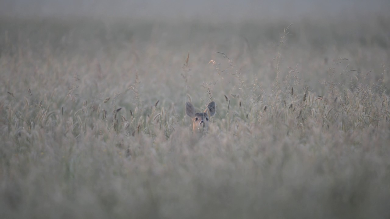 Water deer barking