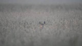 Water deer barking Net Worth