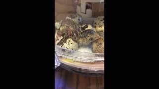 Quails hatching - timelapse