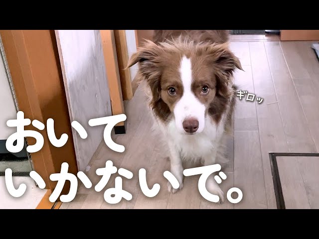 ごみ捨てに行くだけでいじけちゃう寂しがり屋のボーダーコリー
