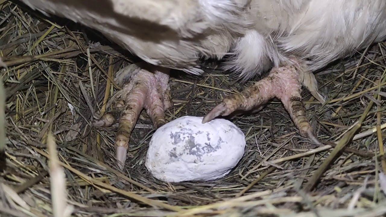 наросты на лапах кур! кнемидокоптоз "известковая нога" у кур! лечение ...