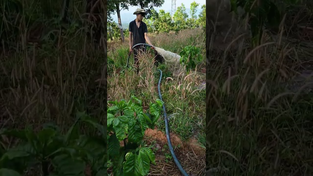 Người Người Nhà Nhà Mấy Ngày Tưới Cà Phê Cạn Nước Luôn Rồi | Diện 82 Official