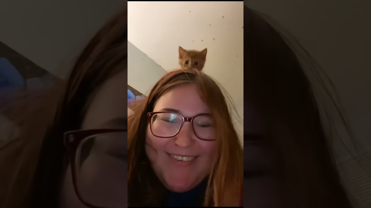 Naughty Kitten #Funny #Cute #Cat #Trending #ForYou #FYP