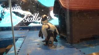 Meet some unexpected web-footed friends -- at the penguin bar in central Tokyo!