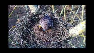 Det Andet Æg I Ørnetv 2025