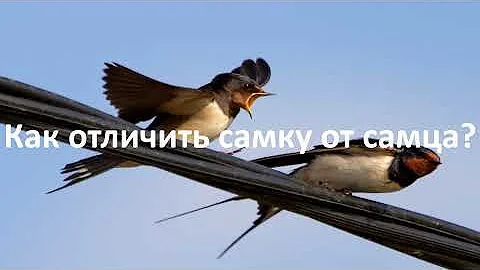 КАК ЖИВЕТ ЛАСТОЧКА? ИНТЕРЕСНОЕ ПРО ЛАСТОЧЕК
