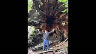 Great Challa Goes Exploring Big Trees and Beautiful Beaches in Oregon by Tom McClean Positive Belfast 53 views 9 days ago 5 minutes, 7 seconds