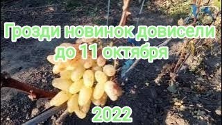 Новые формы винограда: Алекс, Маестро, Марлин и др. 11 октября 2022. Виноградник Щереденкова В. А.