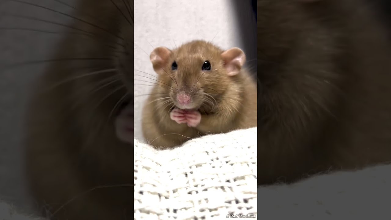 Dumbo rat cleaning itself ❤️🐀 