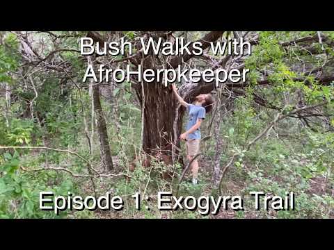 Bush Walks with AfroHerpkeeper Ep. 1: Exogyra Trail