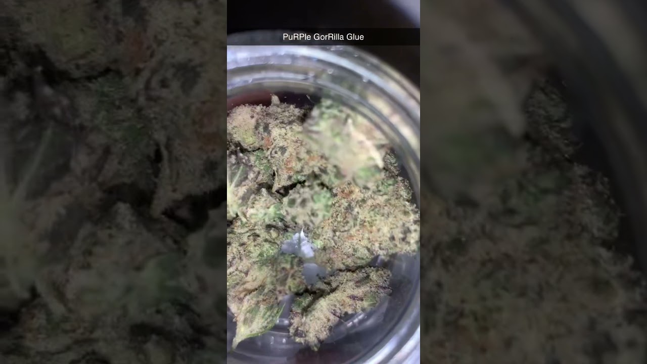 PuRPle GoRilla Glue