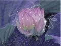 MAGICAL☆FLOWER(マジカル・フラワー)