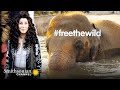 Saving Kavan: Elephant Advocacy