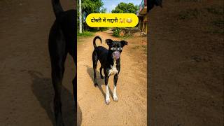 दोस्ती में गद्दारी 🐕😂 #funny #thetharpuns #dog #murga #sawan #comedy #shilpisaroja