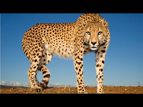 8pm watches a cheetah documentary - YouTube