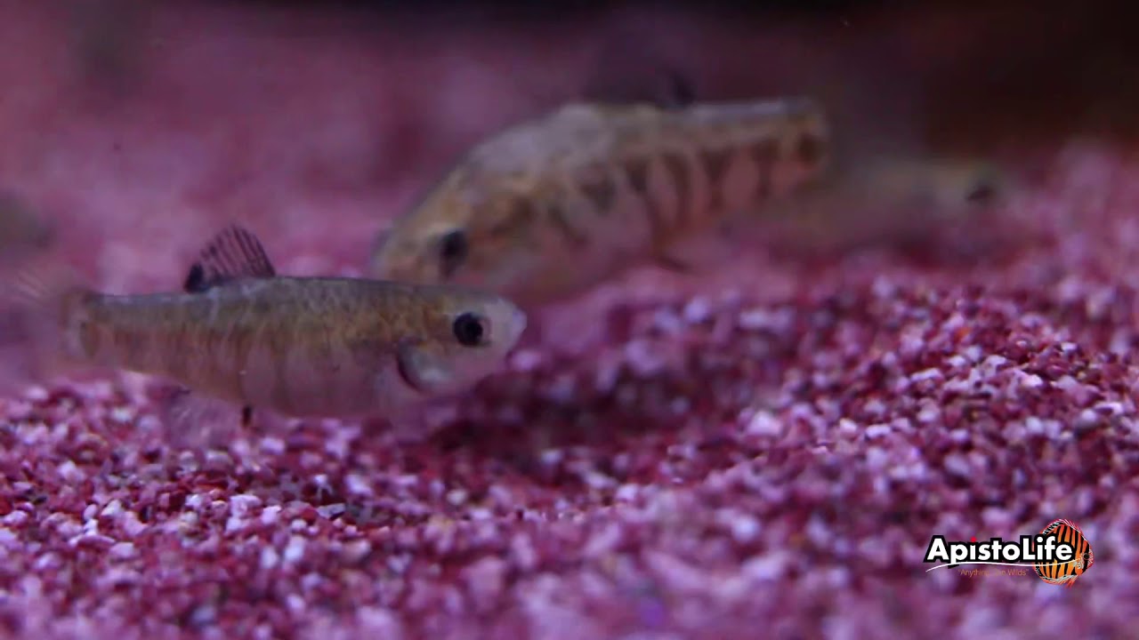 Cyprinodon variegatus