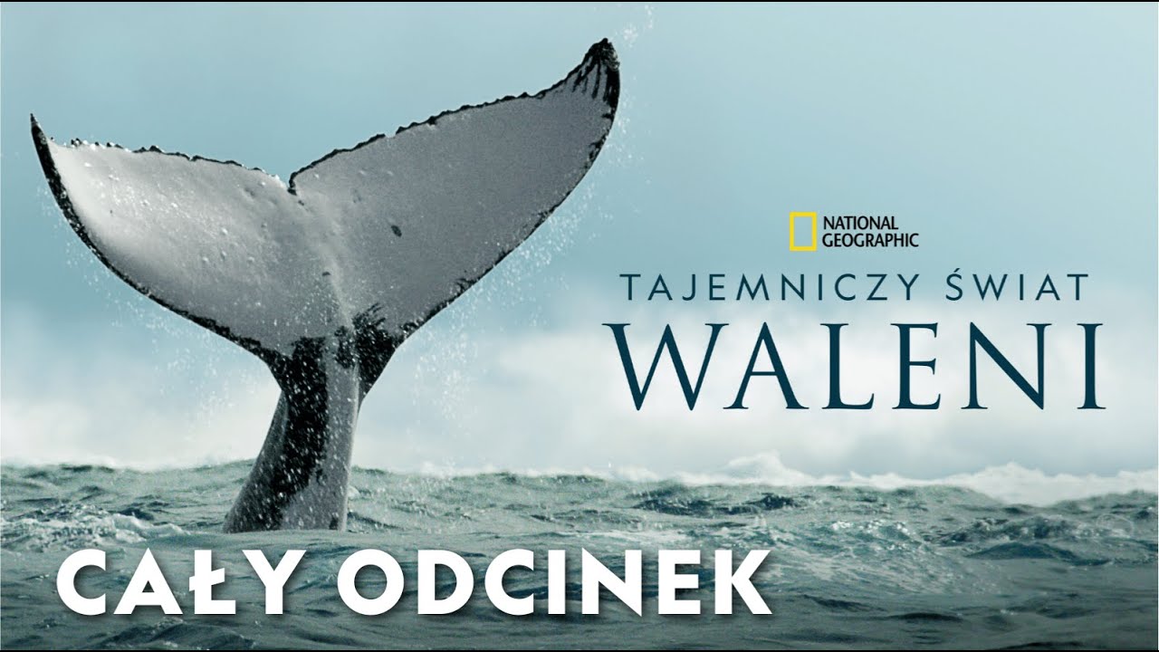Tajemniczy świat waleni [CAŁY ODCINEK]