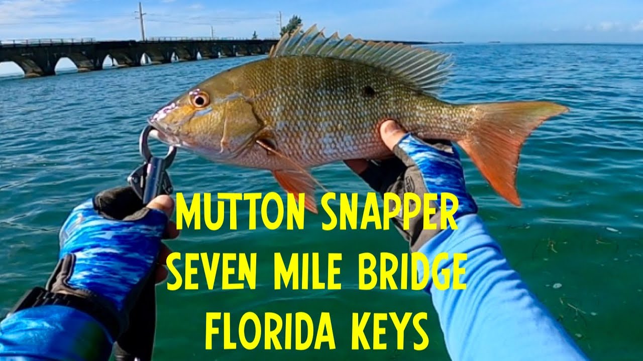 Kayak Fishing Seven Mile Bridge: Mutton Snapper Madness in the Florida ...