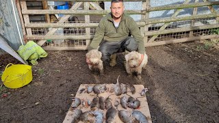 return of the rats ratting with terriers