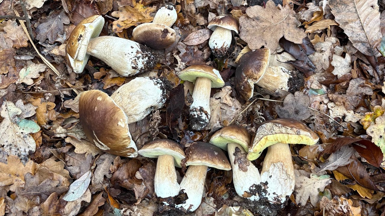 BOLETUS EDULIS (y algún pinophilus) 16/11/2025 entre castaños, robles y hayas… 