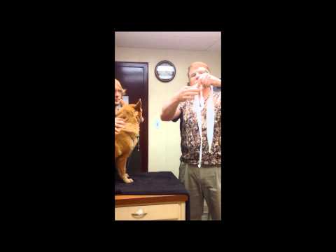 Homemade Muzzle