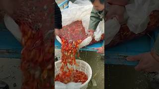 Method Of Transportation Of Small Fish. Unloading Process.