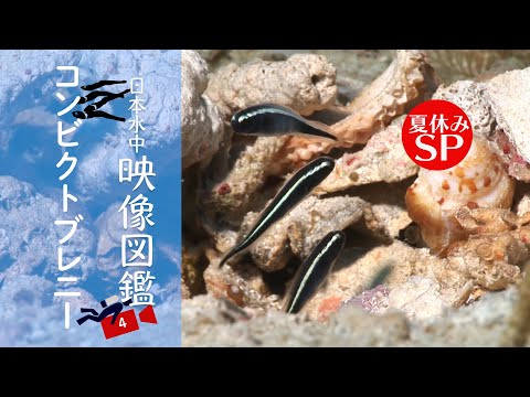 解説付き】日本水中映像図鑑「No.4 コンビクトブレニー」数百匹の大