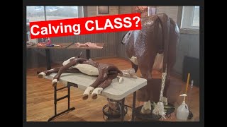 HOW TO Pull A Calf | Calving Class | Breech Calf