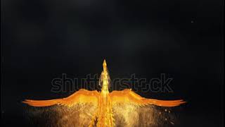 stock footage fire phoenix flame intro animation logo intro flame phoenix falme logo hd
