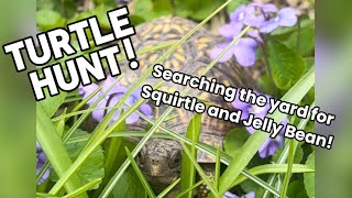 Turtle Hunt! Searching for Squirtle and Jelly Bean in the Back Yard!