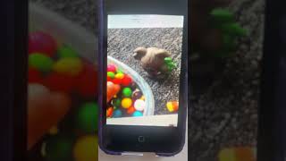 Iphone Musical Flash Cards Animals Images