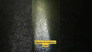 common carp spawn