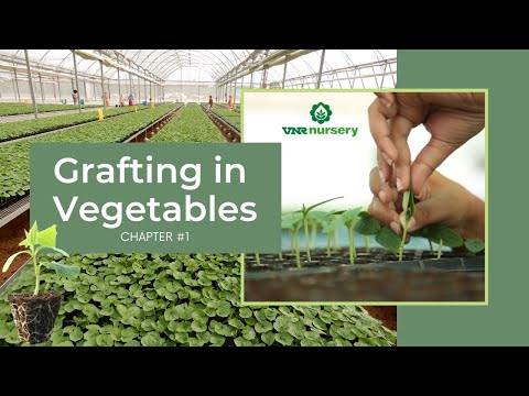 Vegetable Grafting: Chapter 1 - Grafting in Vegetables