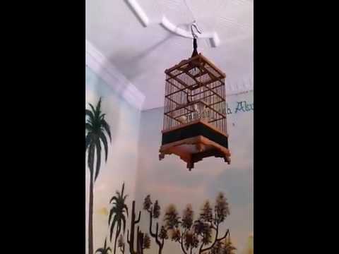 Gila Burung Gelatik Wingko Super Gacor Glatik Batu Juara