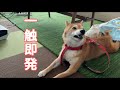 愛犬と早朝からの激しい攻防戦にさすがに疲れました