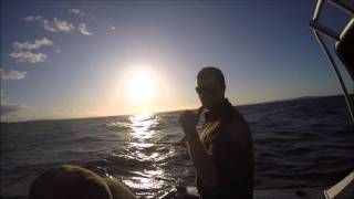 Spring Snapper Fishing Hauraki Gulf