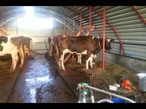 Сарай для телят чертежи 187