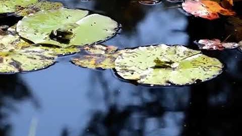 #pythons #how #wild #wild #sloth #rats #frog #reptileshow #lizards #hedgehogs