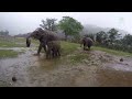 Cute Three Elephants Run To Celebrate The Rain - Elephants News