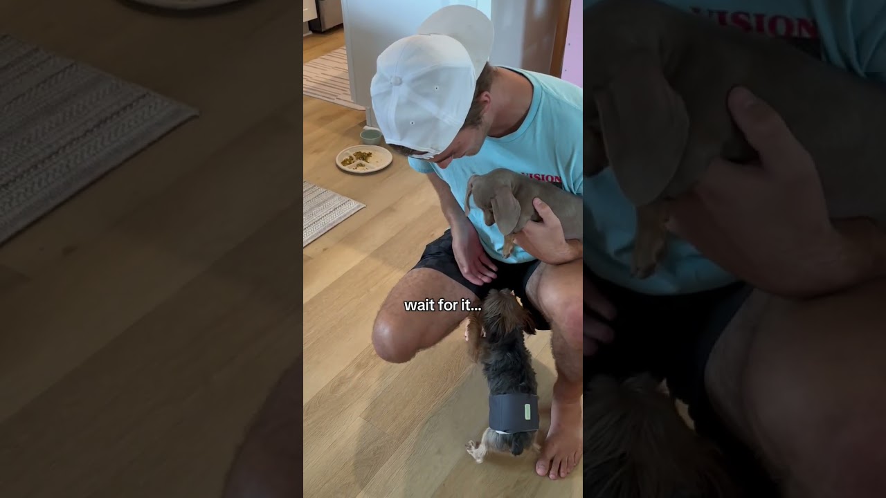 our dog's reaction to our new puppy