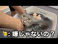 シャンプー中、ここまで身を任せてくる猫が可愛すぎました…
