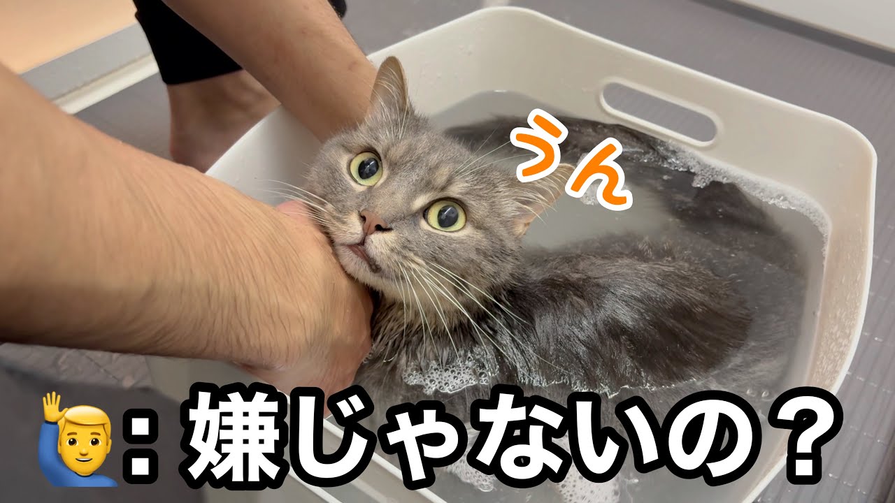 シャンプー中、ここまで身を任せてくる猫が可愛すぎました… - YouTube